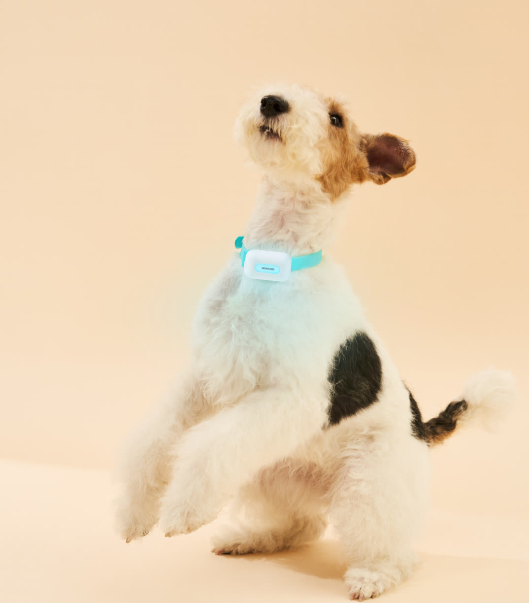 佩戴 WINKOO 智能项圈的宠物犬