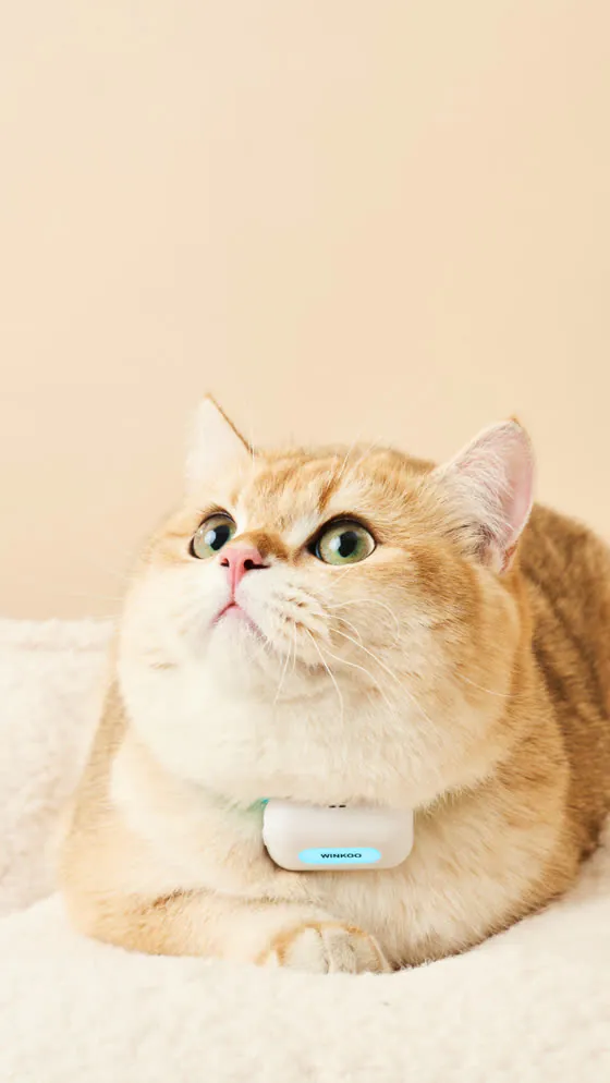 佩戴定位器的橘猫